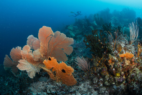 big gorgonian. Batee Tokong .