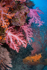 Fototapeta na wymiar Soft coral garden. Similan Marine National Park. Thailand