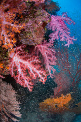 Soft coral garden. Similan Marine National Park. Thailand