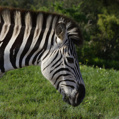 Fototapeta na wymiar Plains Zebra eating in Addo Elephant National Park