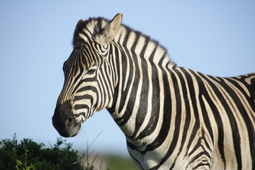 Plains Zebra in Addo Elephant National Park