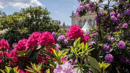 Fototapeta na wymiar Parkanlage mit Rhododendron