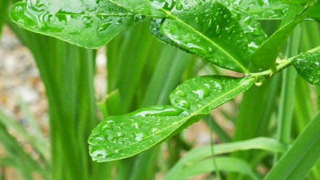 leaves Bergamot Thai herbs are used for spices and cooking
