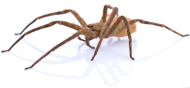 Brown spider on white