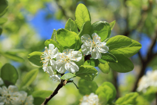 flowering fruit gardens/ Blooming flowers on a branch of a plum tree in green foliage 
