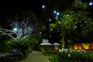 Tung garden in Chiang Rai