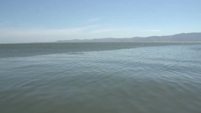 Dolphin comes to surface water, Laguna,  Santa Catarina