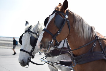 モンサンミシェル 馬車