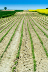 Fototapeta na wymiar Strips of field cultivation with canola