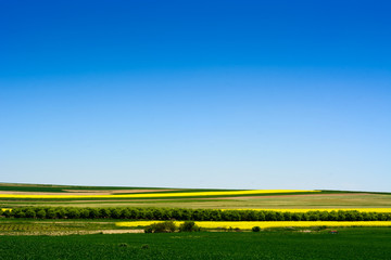Canola or colza or rape cultivation field with blue sky