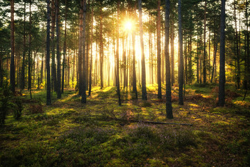 Sun beams shines in pine forest just after sunrise