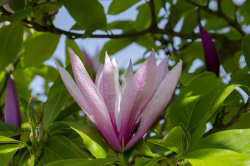 Beautiful flower of fragrant magnolia