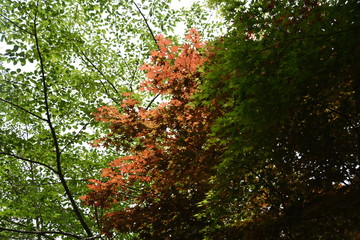 5月の紅葉