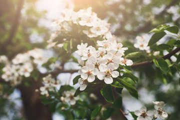 Cherry tree spring blossom, branch with flowers closeup