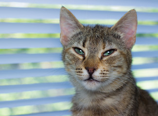 Beautiful friendly domestic cat, pet  