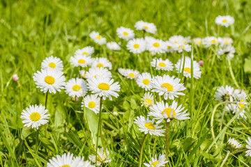 Field of daisy blossoms in a green meadow