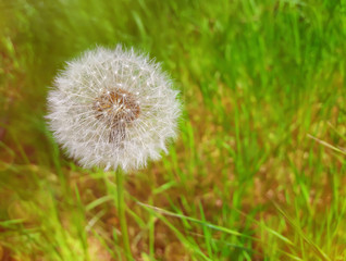 fluffy dandelion