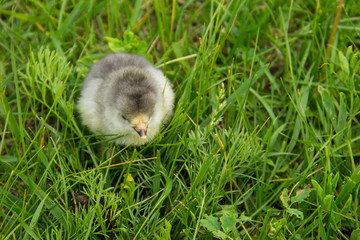 Beautiful small chick in the green grass