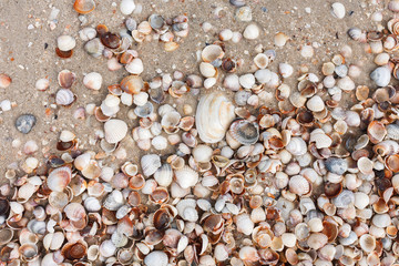 Sea beach sand and seashells background, natural seashore