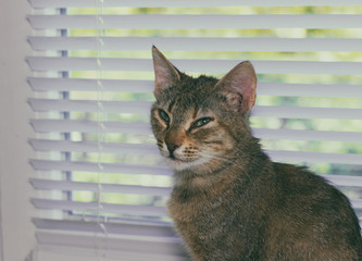Beautiful friendly domestic cat, pet  