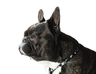 French Bulldog dog in tie