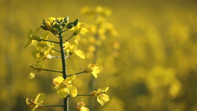 Detail of rape plants in sunlight. A large yellow field with oilseed rape. 