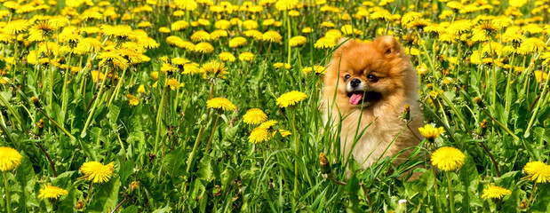 Fluffy Dog Pomeranian Spitz Sitting in a Spring Park in Surrounded Dandelions on a Sunny Day.