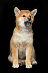 Beautiful shiba inu puppy 