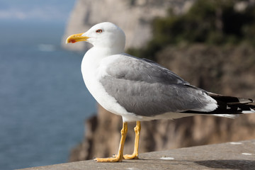 Fototapeta na wymiar Seagull on a marine backround