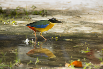 Common Pitta Bird.