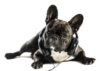 French bulldog in headphones