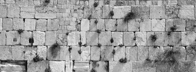 panoramic view of the wailing wall with vegetation - black and white