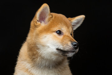 Beautiful shiba inu puppy 