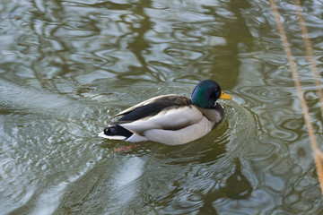 Stockente im Wasser