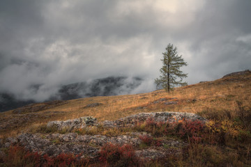 A lonely tree on a background of an autumn landscape and a heavy gloomy sky