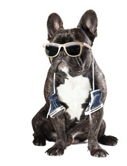 French bulldog in sunglasses