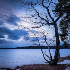 Landscape with curve tree and nice evening mood at winter time