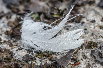 White feather with dew drops on the grass and stone.