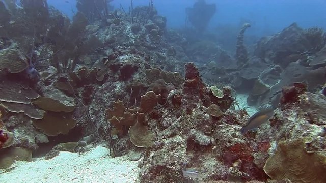 Swimming across the reef in Caribbean sea