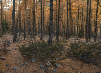 Gloomy autumn forest, yellow larch trees on stony ground