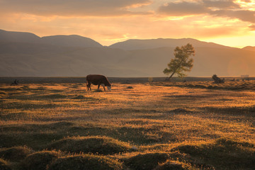 Fototapeta na wymiar A cow grazing on an autumn field on the background of a mountain landscape and a setting sun