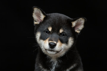 Beautiful shiba inu puppy 