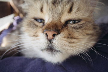 Fototapeta na wymiar Sleepy cat, Furry Tabby kitten lying