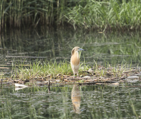 Squacco heron perched on a floating raft of grass reeds