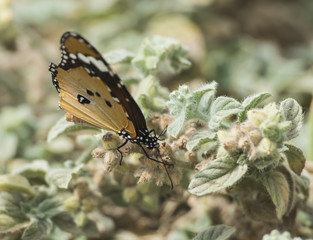 Monarch butterfly collecting pollen on a bush