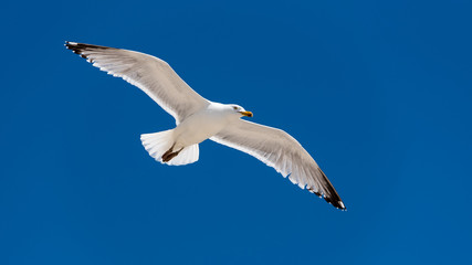 A herring gull in flight against a bright blue sky