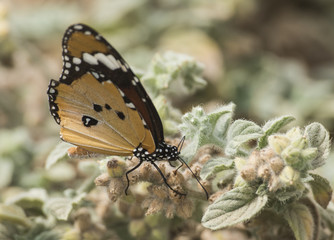 Monarch butterfly collecting pollen on a bush