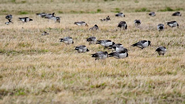 Wild migratory geese stayed on field for rest and food. Barnacle goose and white-fronted goose grazing in meadow. Flock of wild birds geese spring migration on the grass Estonia, shot on big zoom.
