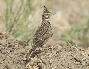 Crested lark stood in rural field meadow