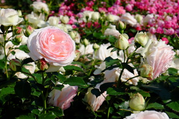 Rose: Rosa 'Eden' ('Pierre de Ronsard')
